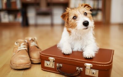 Tail Wagging Travels: The Dynamics of Journeying with Small vs. Big Dogs