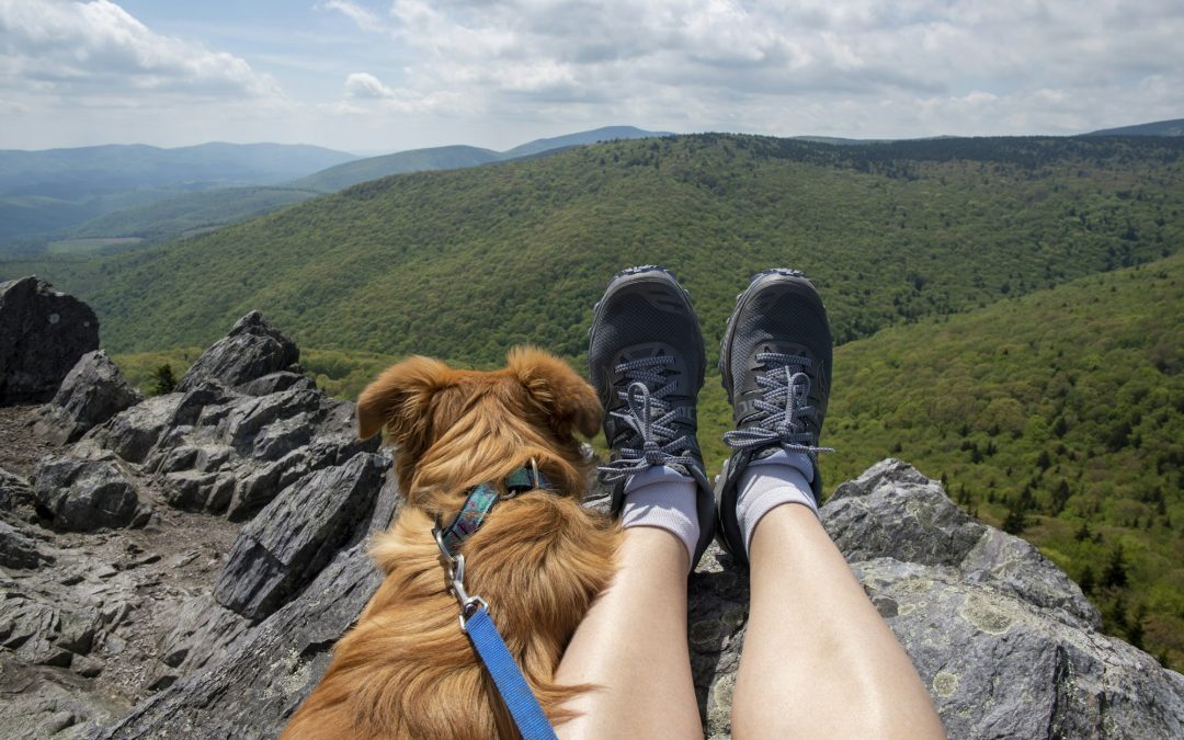 Unleashing Creativity: Embarking on Unique Outdoor Adventures with Your Pets