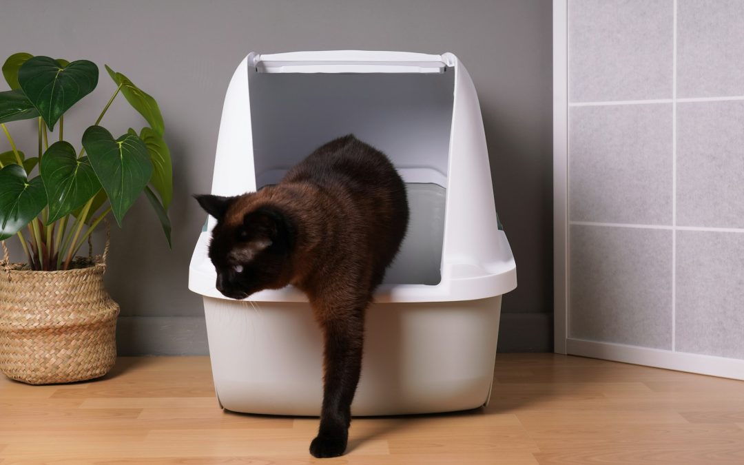 When the Litter Box Becomes the Battleground: Understanding and Resolving Feline Bathroom Woes