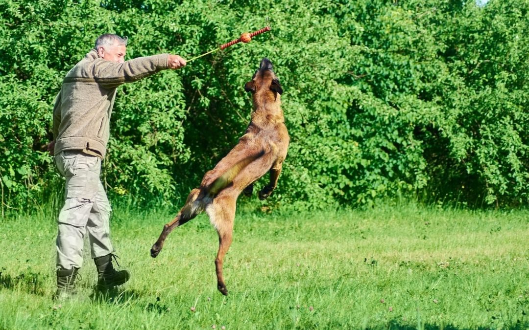 Tough Play: Choosing Durable Toy Materials for Big Dogs